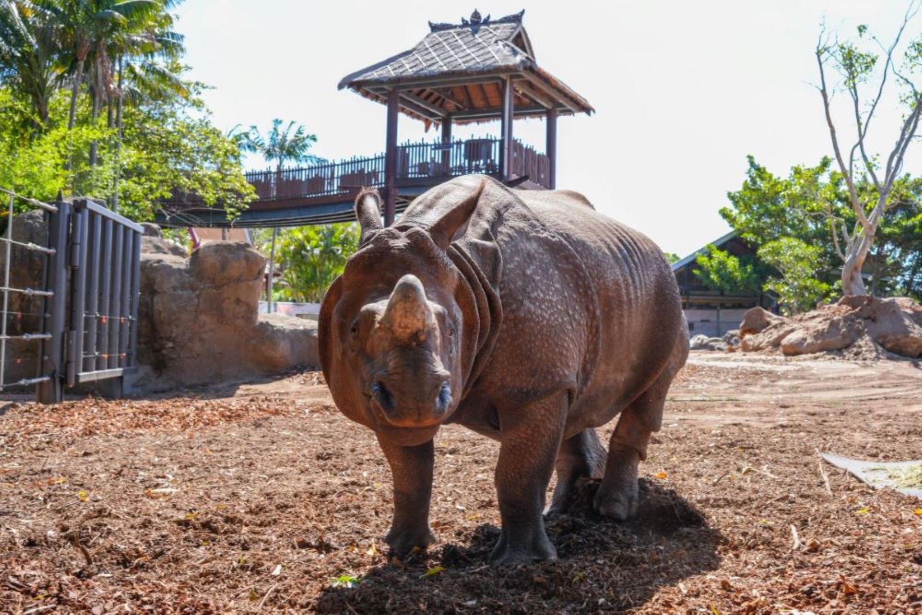 Hari and the herd