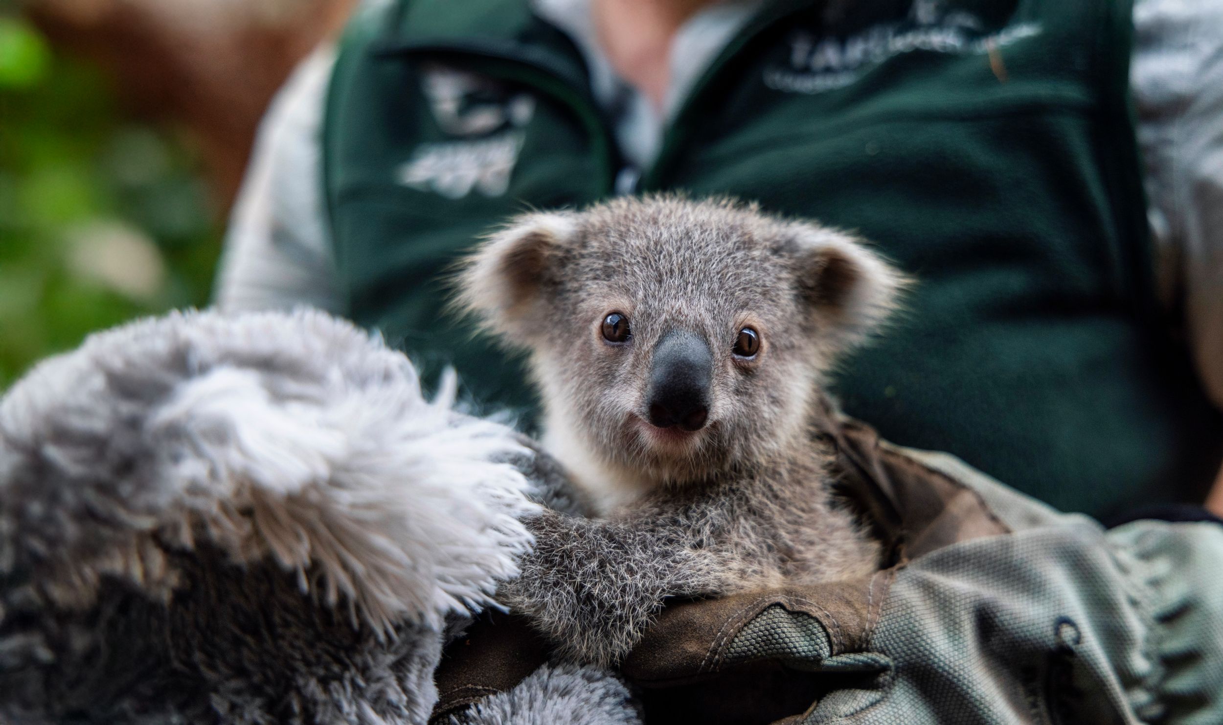 Koalas with joey